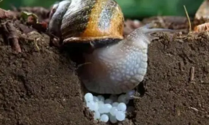 蜗牛产卵后怎么处理