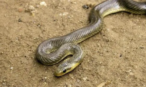 一般的蛇能活多少年