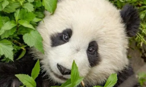 终身认养大熊猫可以干什么
