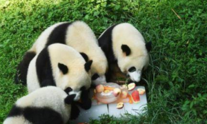 熊猫爱吃的食物有哪些