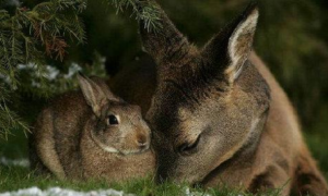 鹿和兔子的关系