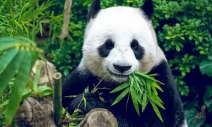 熊猫代表什么生肖
