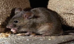 老鼠的寿命一般多长时间