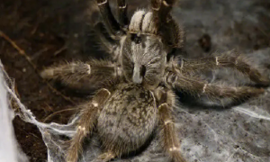 斜角巴布蜘蛛能长多大