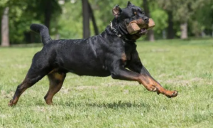 杜宾犬训练方法和技巧