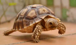 高背吃菜龟是陆龟吗