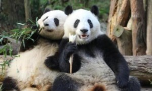 大熊猫降级不再是国宝