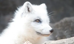 北极狐的特征是什么