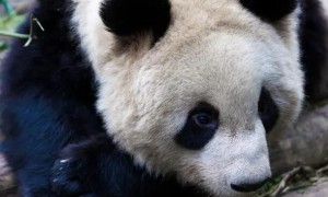 熊猫的信息