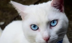 蓝眼白猫士猫长什么样
