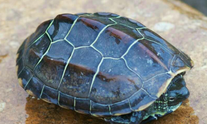 大头草龟怎么培养