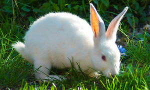 兔子会吃自己尿过的草吗