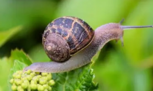 蜗牛能活多久