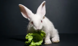 兔子能吃芹菜叶吗