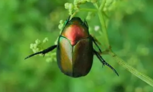 绿色金属光泽的甲虫