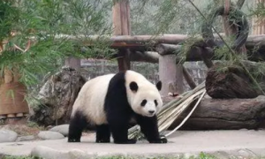 大熊猫暖暖回国后去了哪里