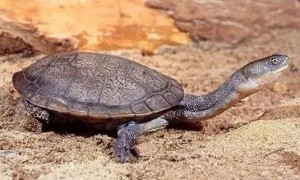 澳洲长颈龟种类