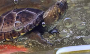 头盔泥龟是深水还是浅水