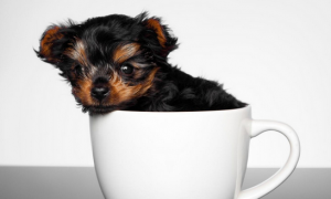 茶杯犬多少钱一只