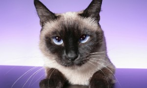 紫色眼睛的猫是什么品种