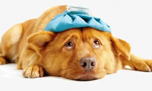治疗狗狗脑积水的药