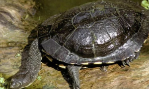 新几内亚侧颈龟好养吗