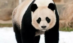 大熊猫给中国带来了什么好处