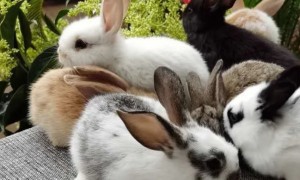 兔子寿命一般在几年
