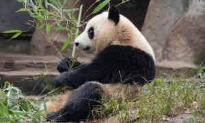 熊猫吃什么食物