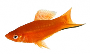 红箭鱼为啥老是啄别的鱼