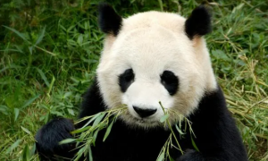 熊猫信息资料