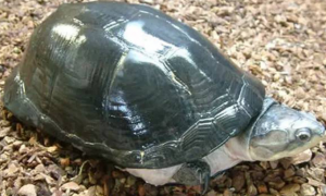 白颊粗颈龟能长多大
