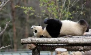大熊猫外貌特征描写