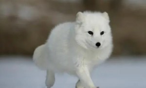 为什么北极狐比沙漠狐的耳朵要小