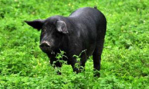 黑猪五花肉多少钱一斤