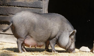 大肚猪是什么品种