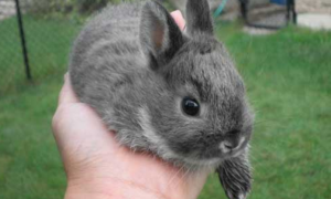 侏儒兔最爱吃的10种食物