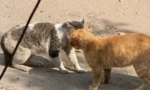 流浪猫打架咬死的视频