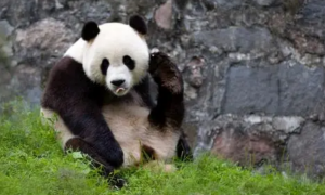 大熊猫的外形特点资料