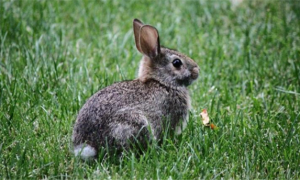 兔子最稀有的颜色