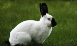 兔子跳的正确动作