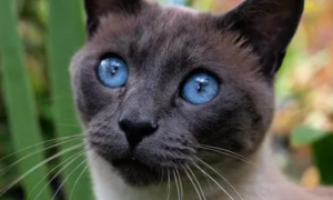 蓝眼猫咪图片大全可爱