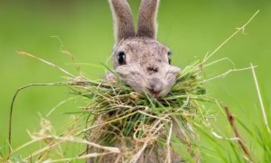 兔子是杂食动物吗