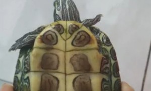 巴西龟公母图片对照图