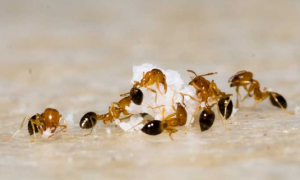 蚂蚁吃什么食物