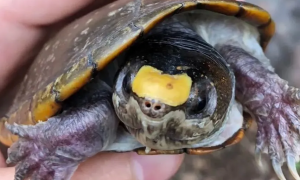 瓦拉塔泥龟是保护动物吗