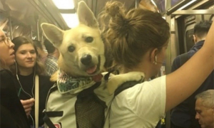 高铁上可以带宠物吗