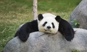 熊猫吃什么食物为主