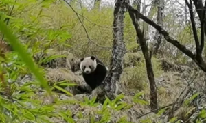日本杀死了三只大熊猫是真的吗