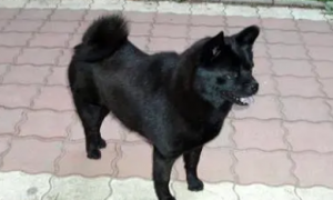 银狐犬有黑色的吗